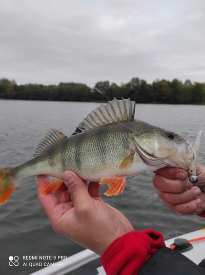 Eurasian perch