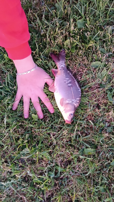 Mirror carp