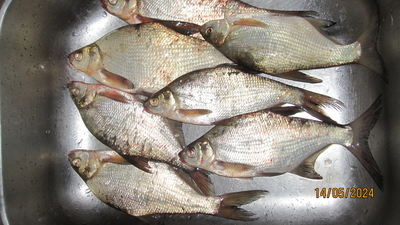 Carp bream