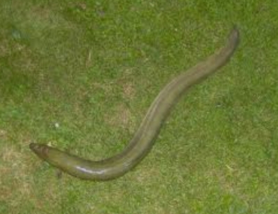 European eel