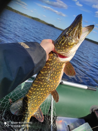 Northern Pike