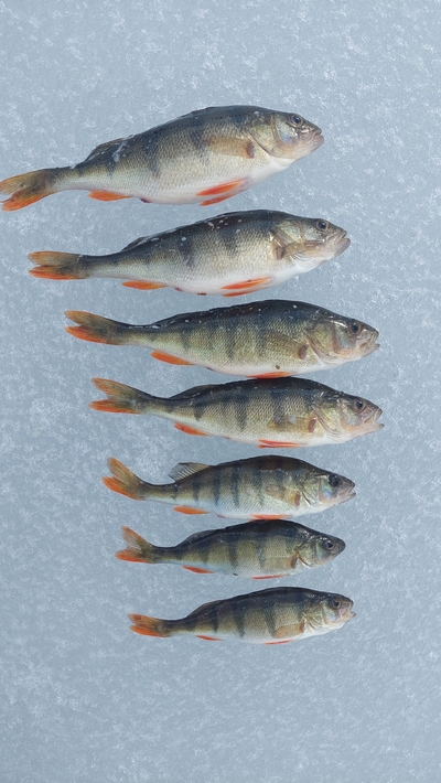 Eurasian perch