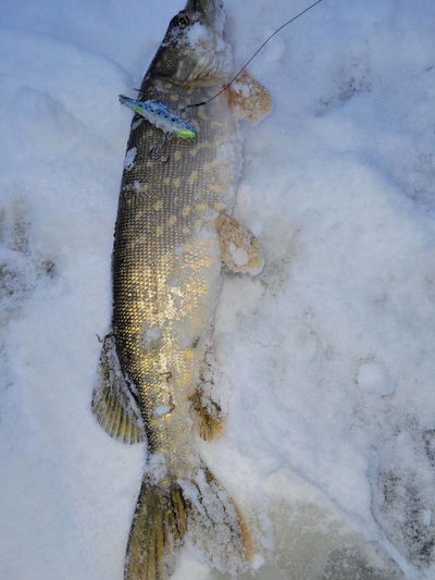 Northern Pike