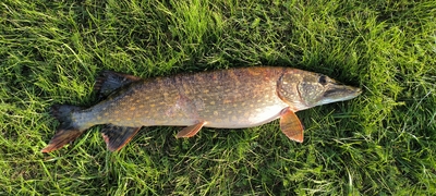 Northern Pike