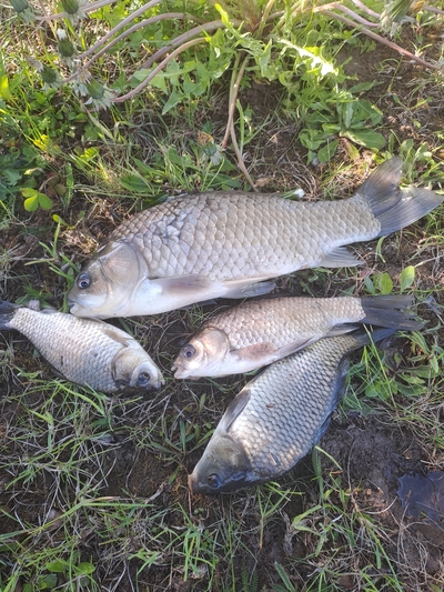 Prussian carp