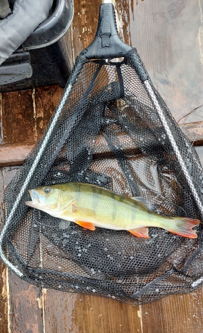 Eurasian perch
