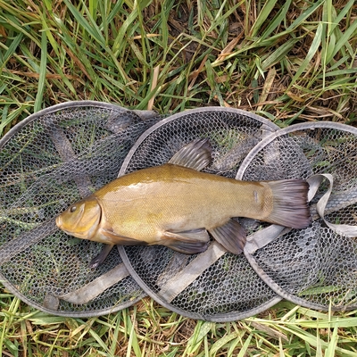Tench