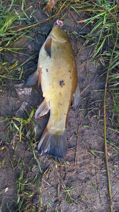 Tench