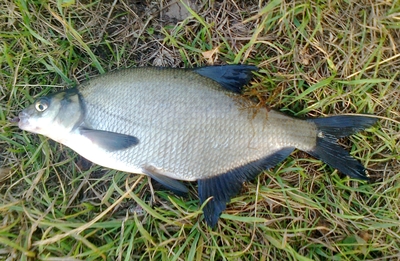 Carp bream