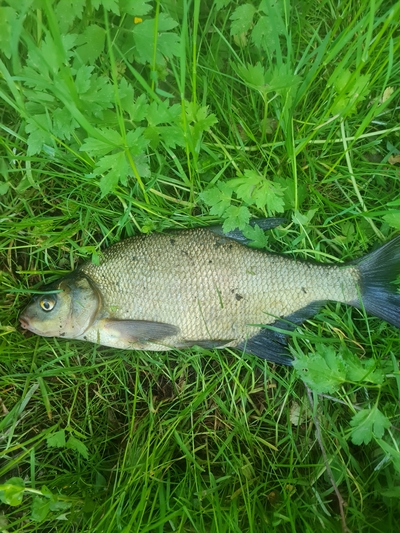 Carp bream