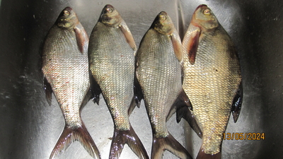 Carp bream