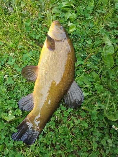 Tench