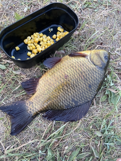 Crucian carp