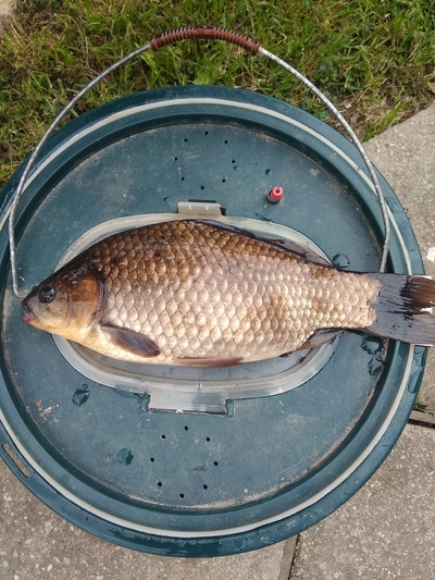 Prussian carp