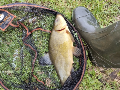 Tench