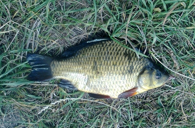 Crucian carp