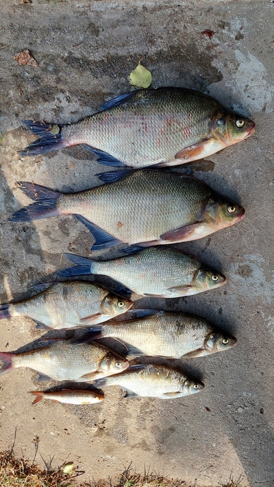 Carp bream