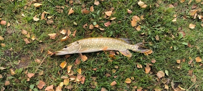 Northern Pike