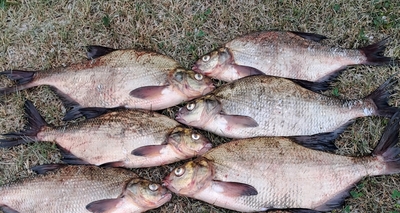 Carp bream