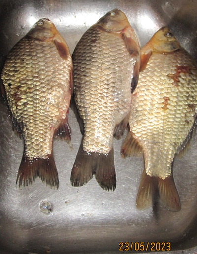 Prussian carp