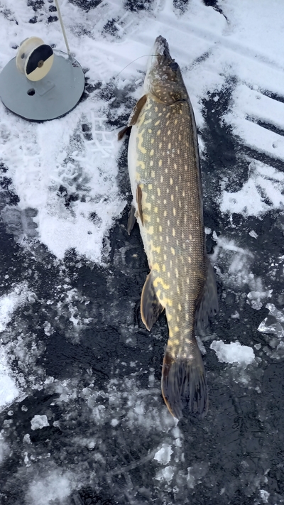 Northern Pike