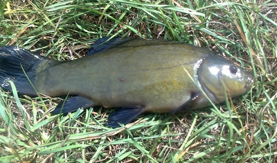 Tench
