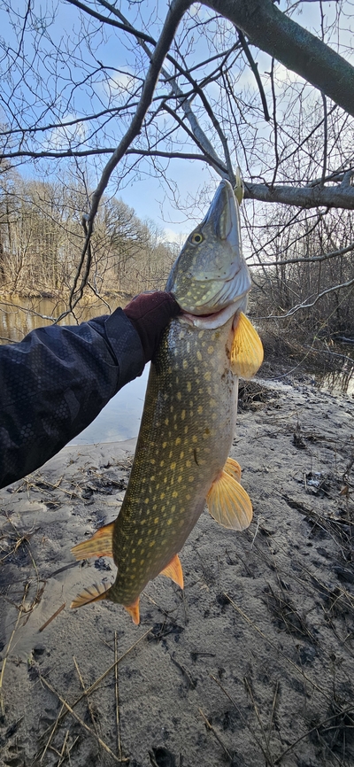 Northern Pike