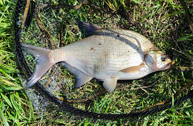 Carp bream