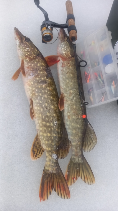 Northern Pike