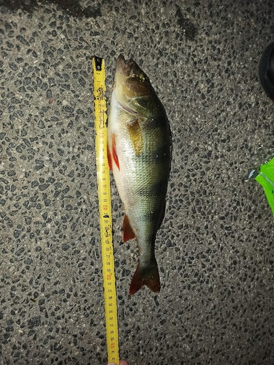 Eurasian perch