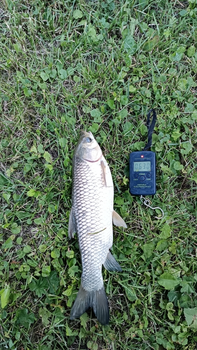 Grass carp