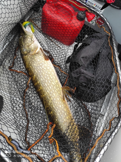 Northern Pike