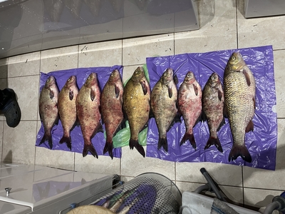 Carp bream