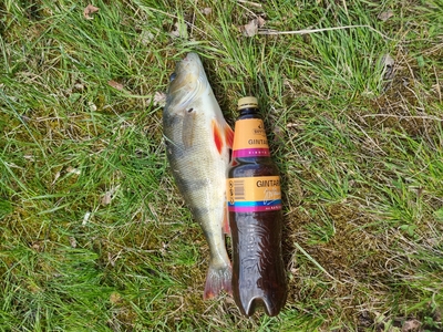 Eurasian perch