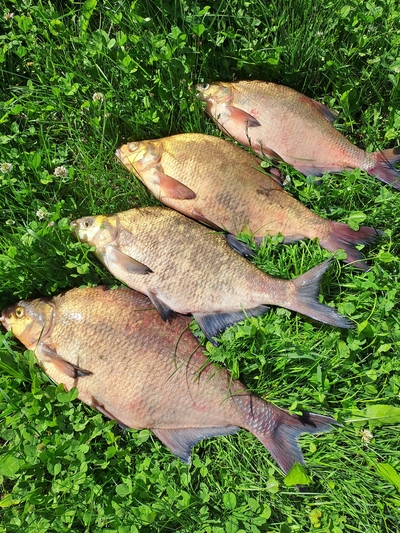 Carp bream