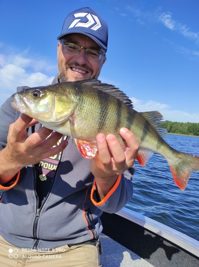 Eurasian perch