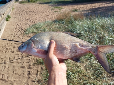 Carp bream