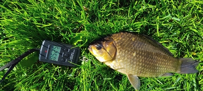 Prussian carp