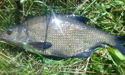 Carp bream