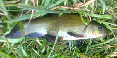 Tench