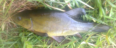 Tench