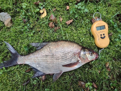 Carp bream