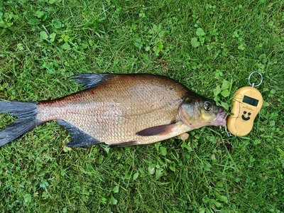 Carp bream