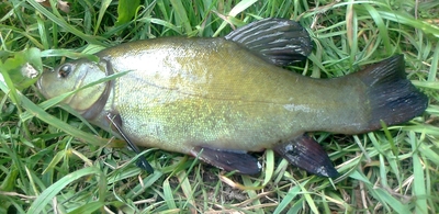 Tench