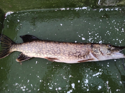 Northern Pike