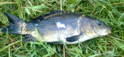 Carp
