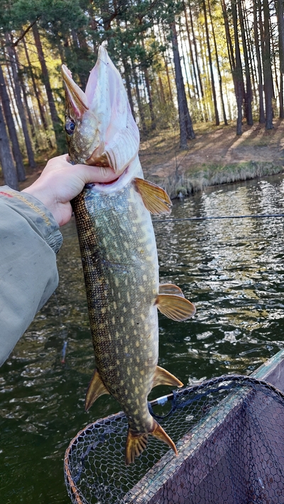 Northern Pike