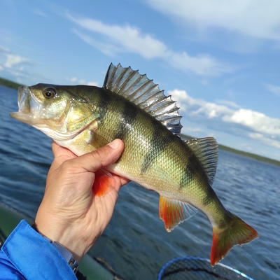 Eurasian perch