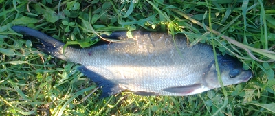 Carp bream