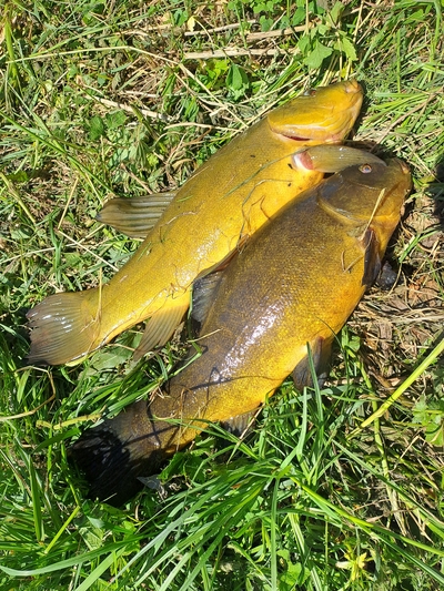 Tench